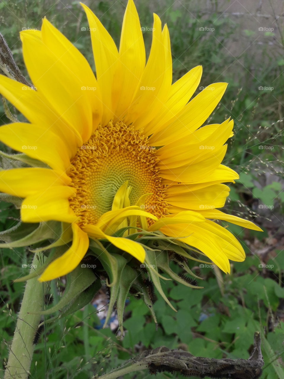 Girassol  do vizinho