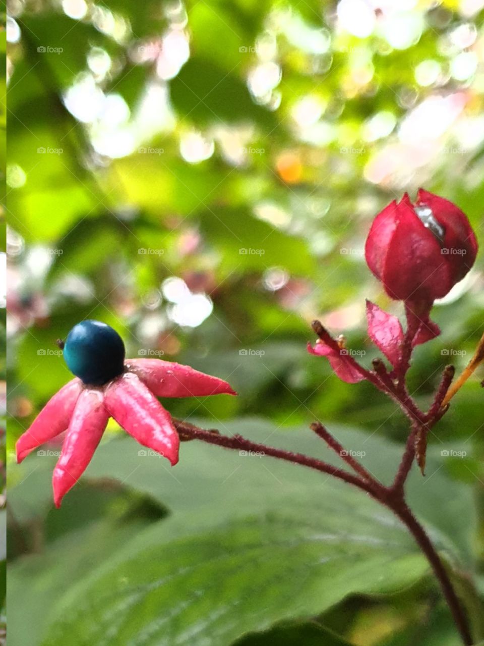 clerodendrum trichotomum