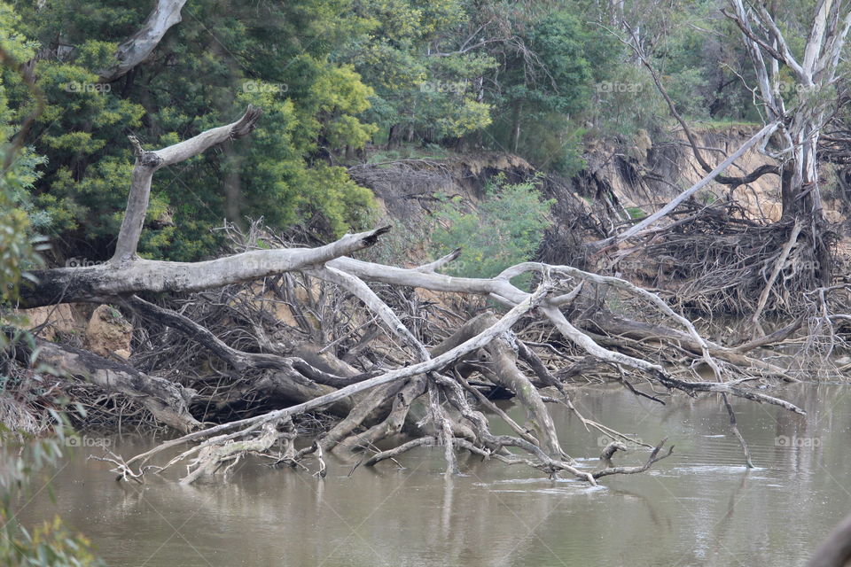 Branches and roots twisting to reach the water