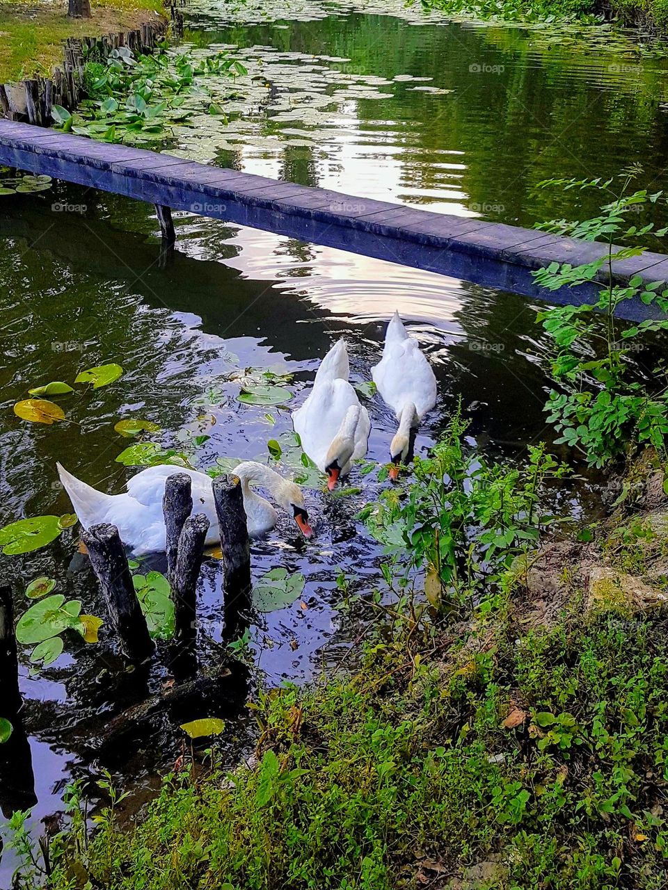 white swans