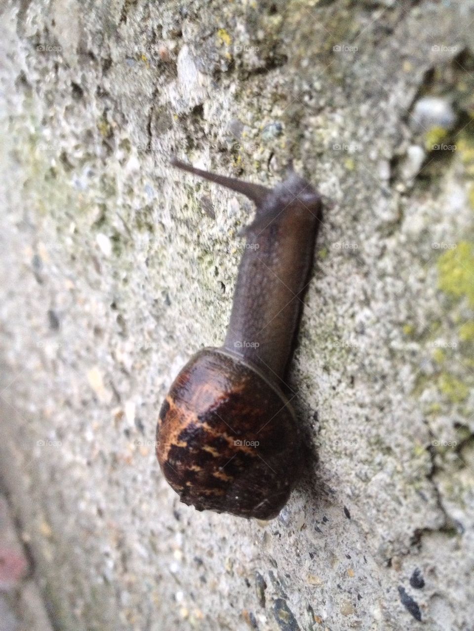 Snail