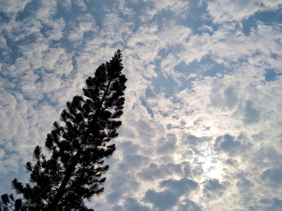 A tree in the cloudy.