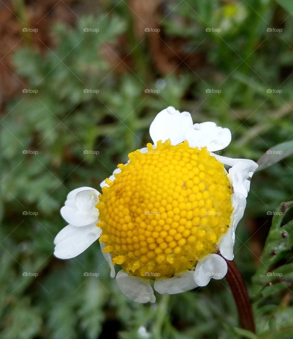 A closeup of the wild chamomile, looks like lively and bright. it is a kind of famous herb. it's herbal tea helps to sleeping and eyes.
