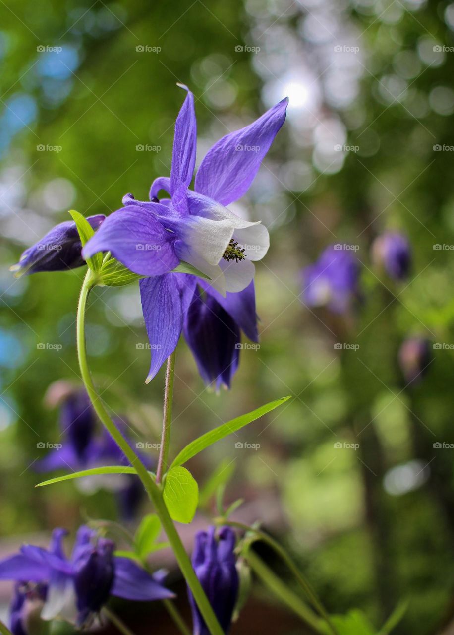 Flowers in the forest