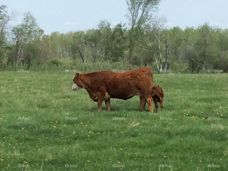 Cow and calf