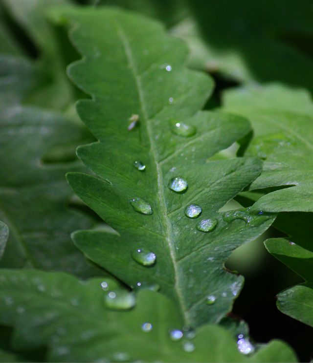 Water drop on leaf