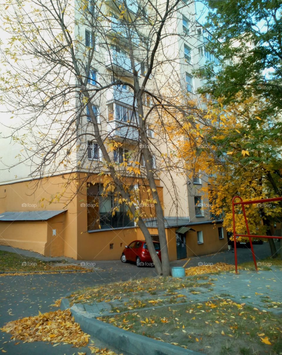 Fall, Tree, House, Building, No Person