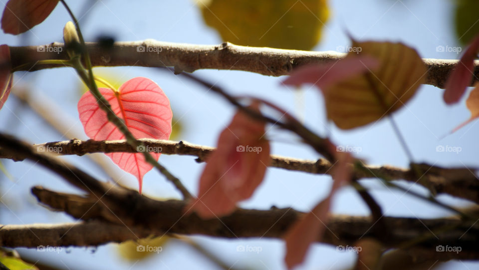 Heart shaped leaf