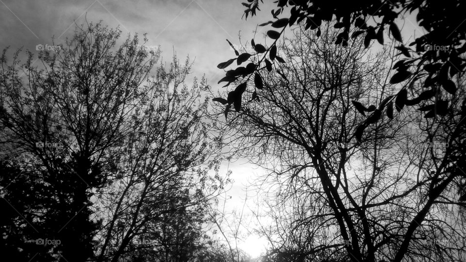 Mystery light between high trees outdoors#mist#forest#park#fog#
monochrome#travel#vibrant