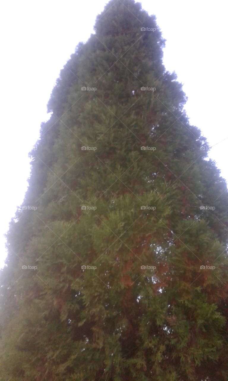 evergreen tree