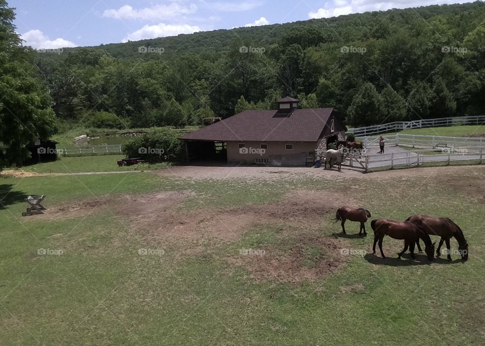 Grazing by the barn