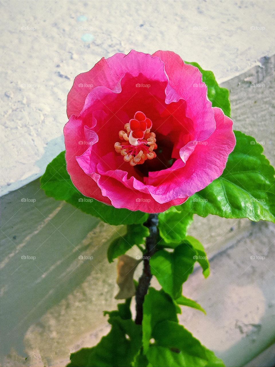 Beautiful pink hibiscus🌺 flower 🌺🌻🌹🌷