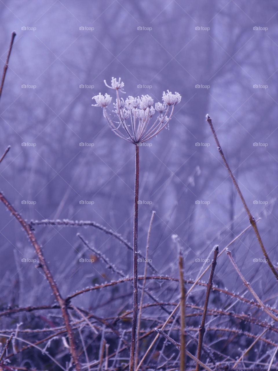 A frosty winter  morning