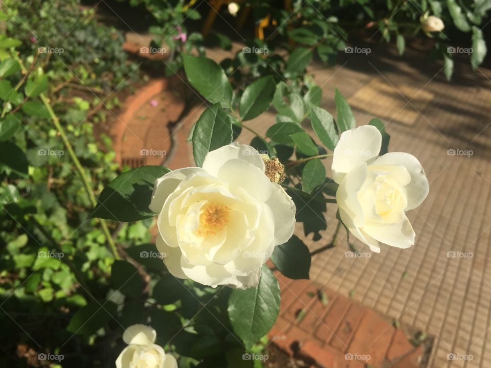Little rose