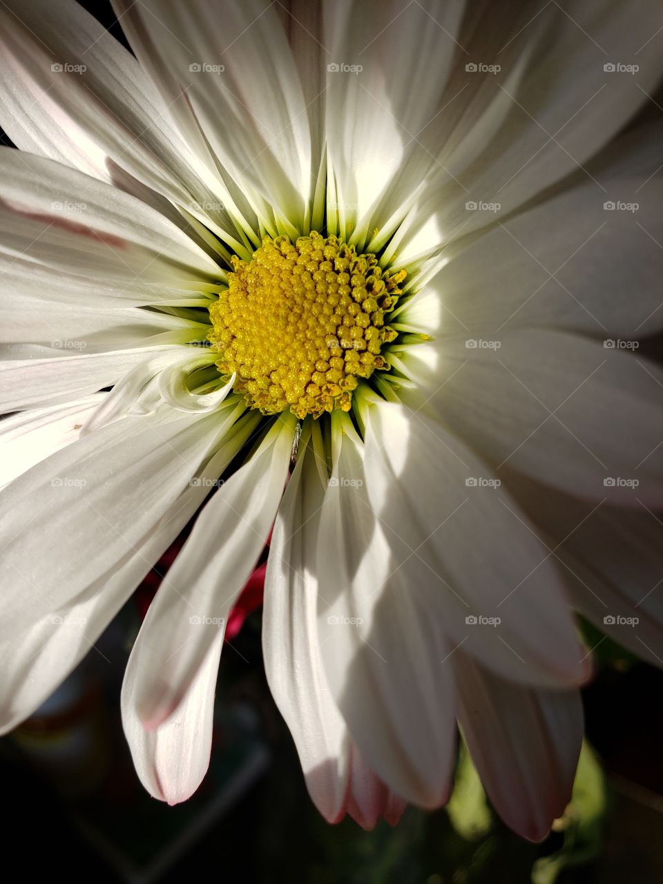 Beautiful spring flowers