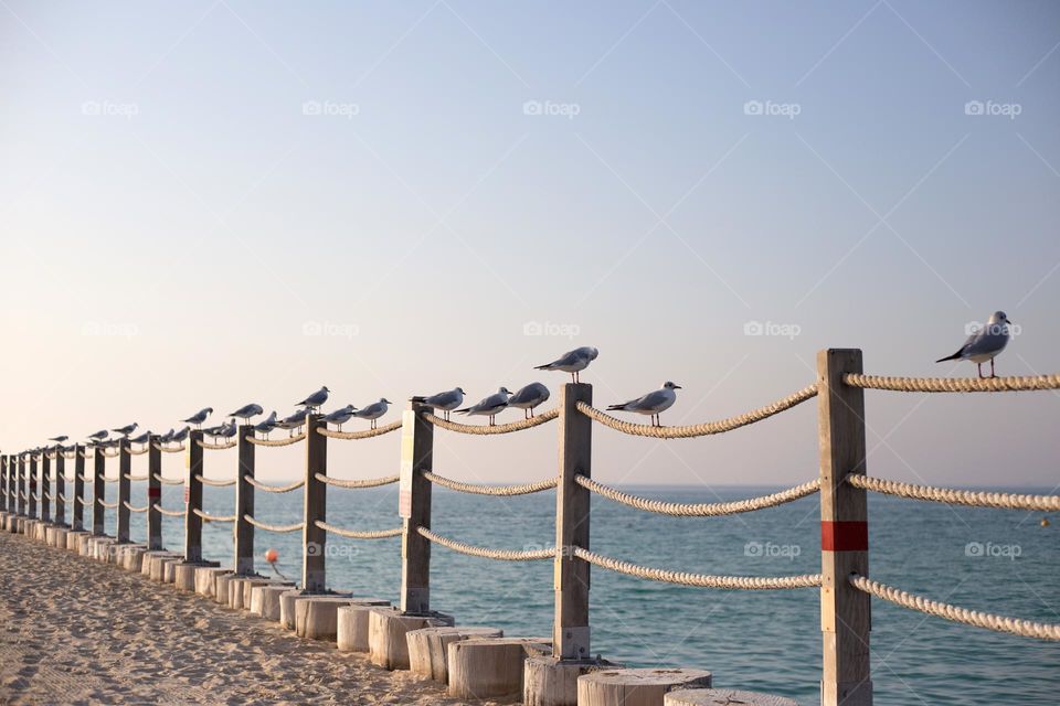 Seagulls are sitting on the rope fence at the beach 