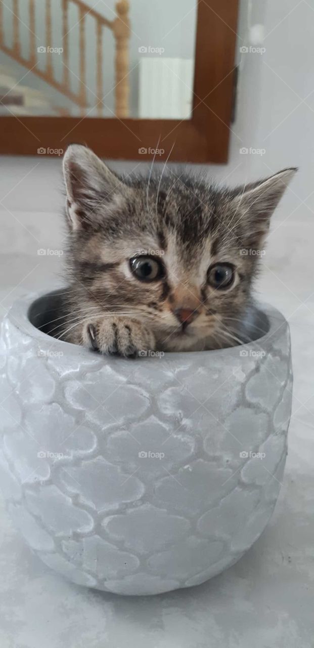 kitten cute