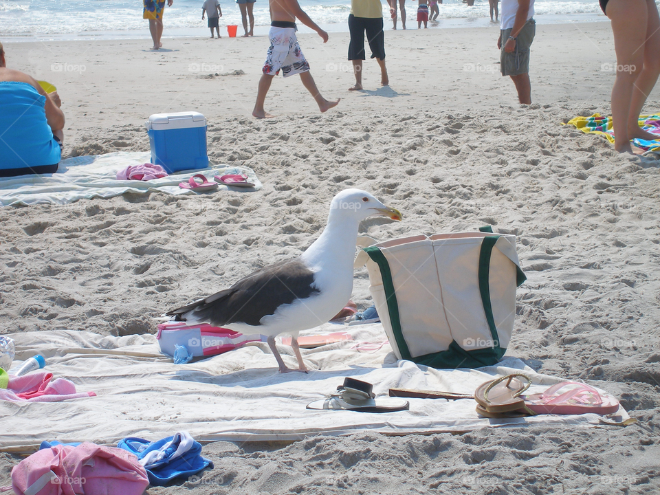 Seagull on the beach blanket 