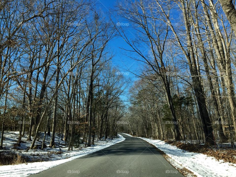 Empty road along trees