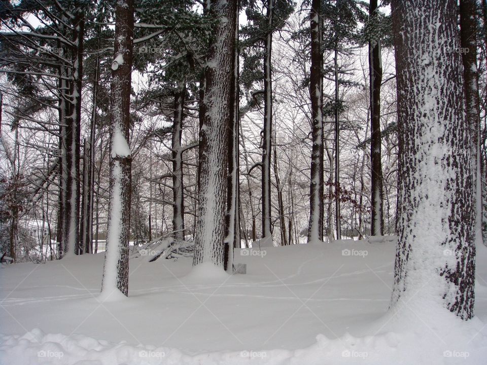 Winter Wonderland. Our pine grove after one of our past major snow storms.   Wind blew so bad the trees show evidence of that. But in the danger there is the beauty.