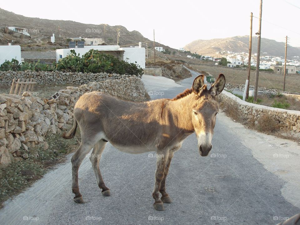 Greece Mykonos donkey. Greece Mykonos donkey