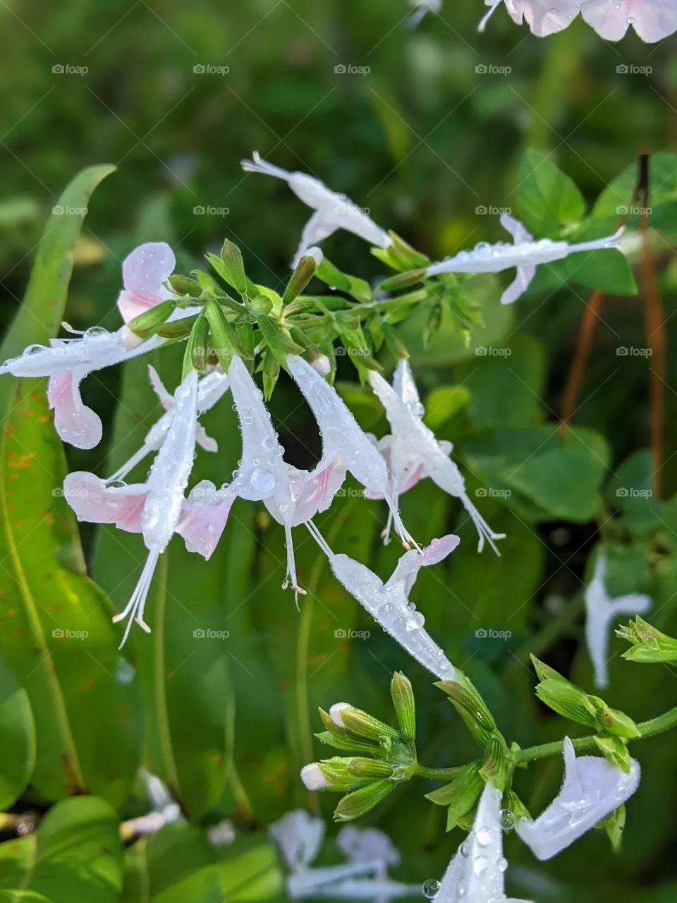 Flowers after rain