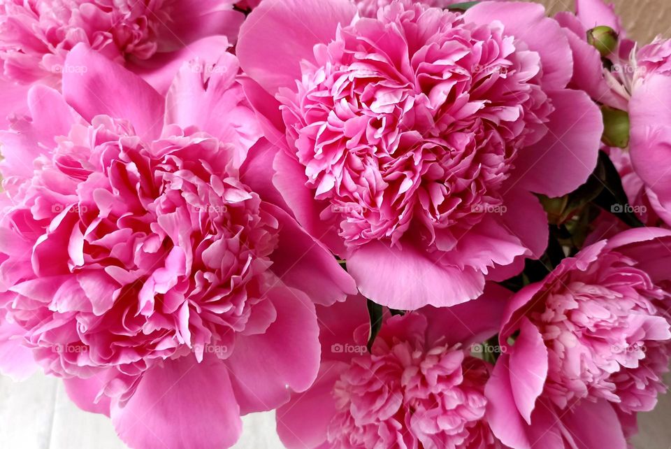 pink peony flowers beautiful texture close up mobile photography