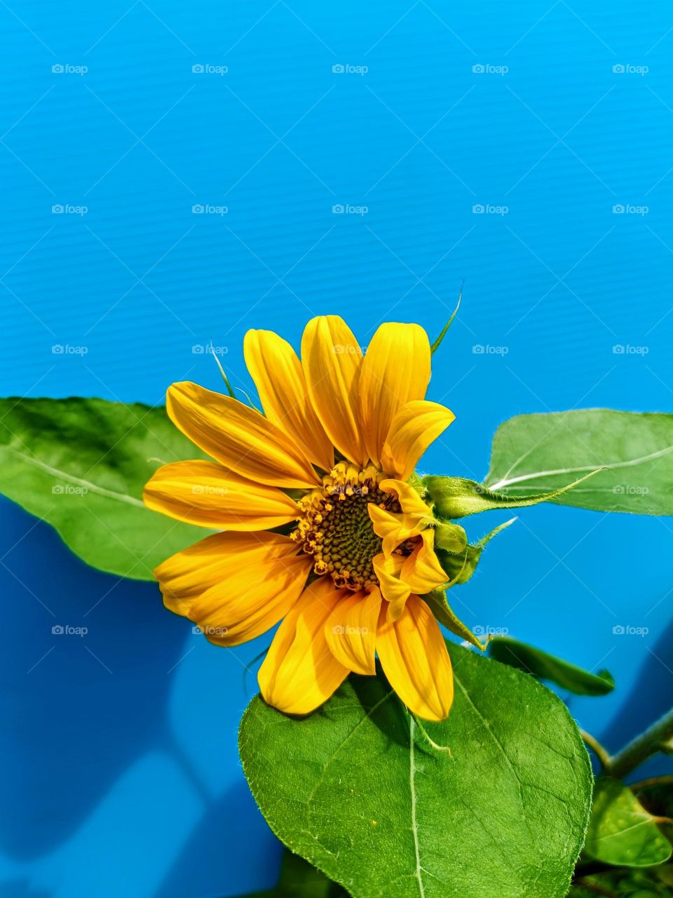 A half broom sunflower.