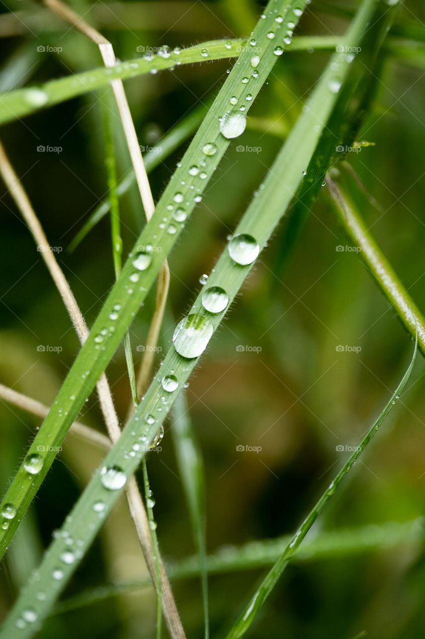 Water droplets in grass leave close up shoot colorful background summer feeling amazing nature scape exploring forest little life