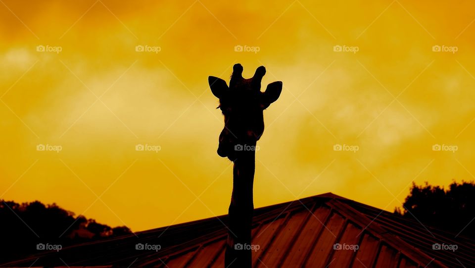 A giraffe silhouette captured while on a safari at Safari West in Sonoma, CA.