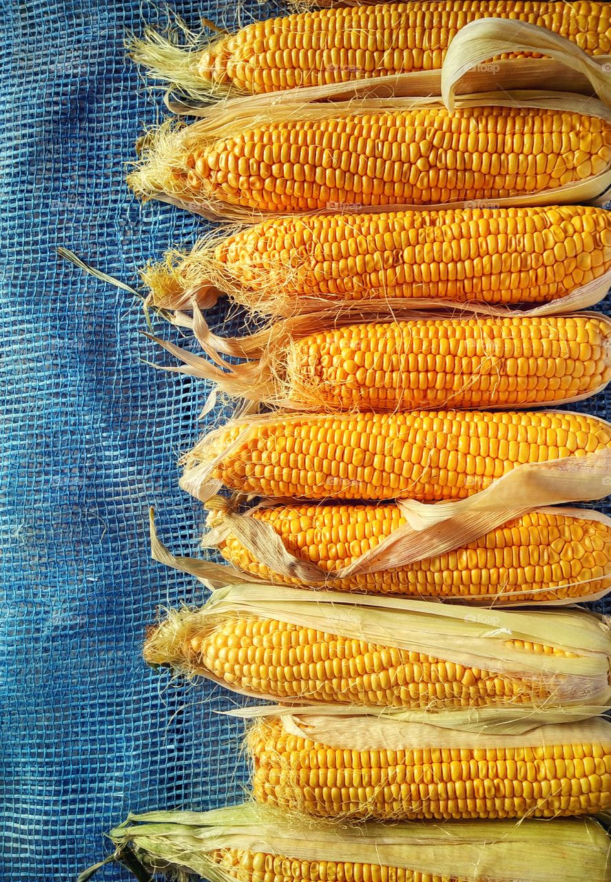 yellow corn swings on the background of the blue grid shot from above