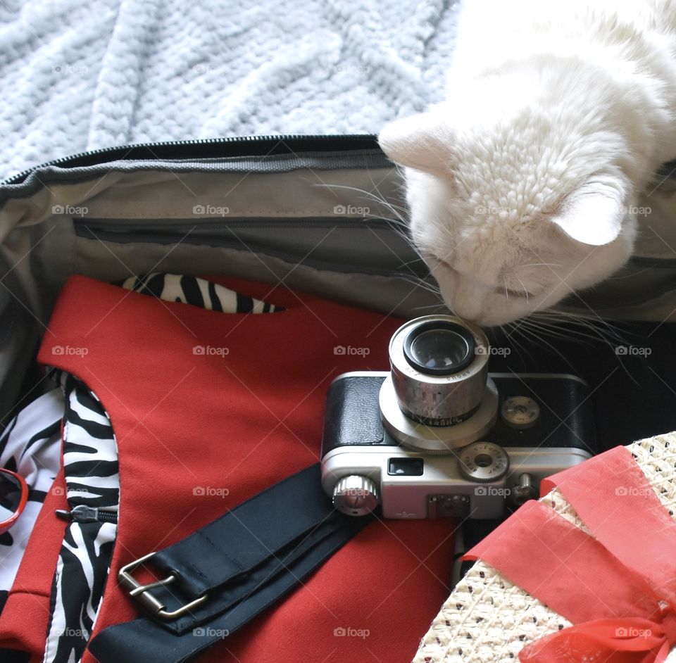 White cat looking into open suitcase