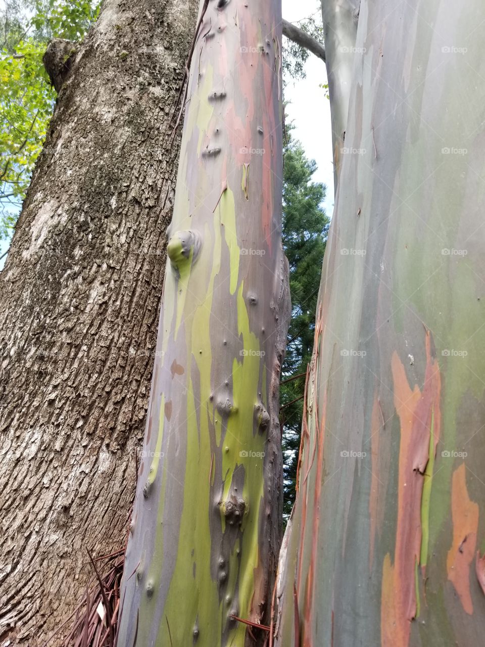 Rainbow Eucalyptus Tree, big Island