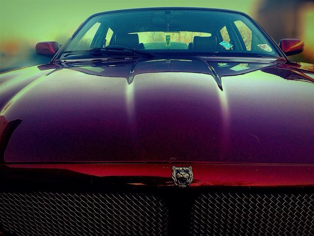 jaguar
