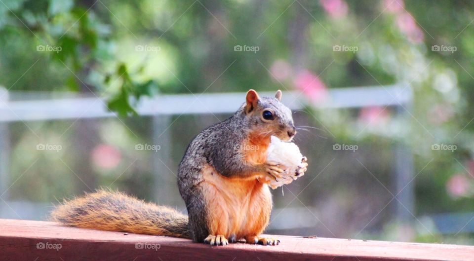 Squirrel Eating Bread