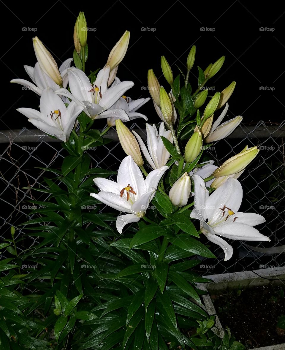 Blooming white garden lilies photographed at night using flash.
