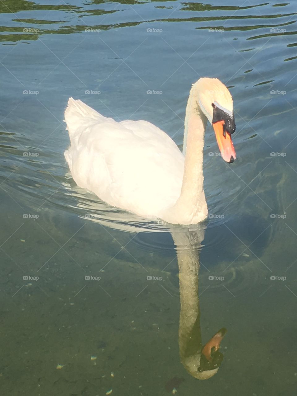 Swan