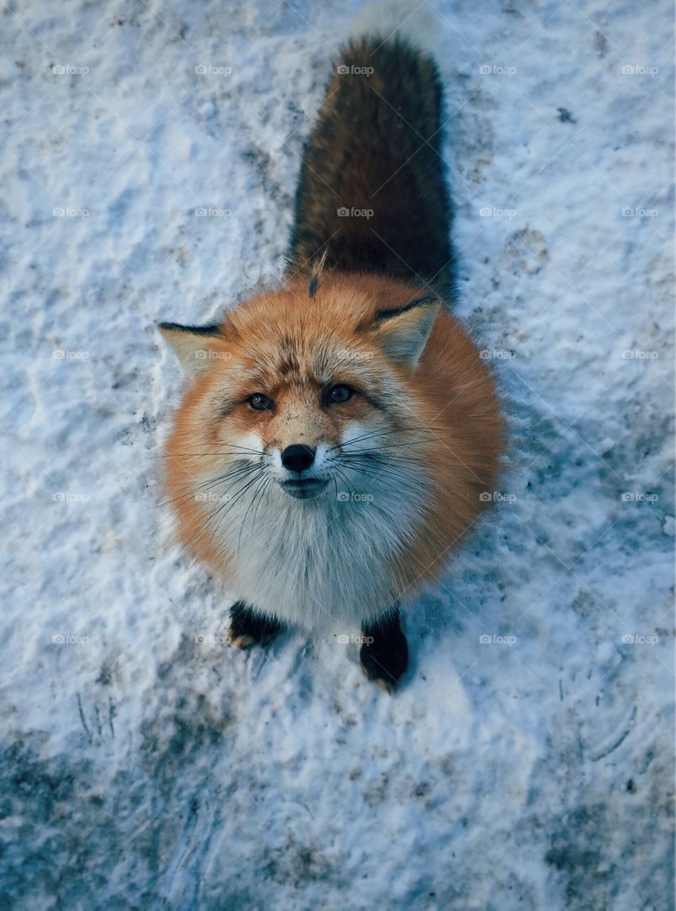 Fat and fluffy fox