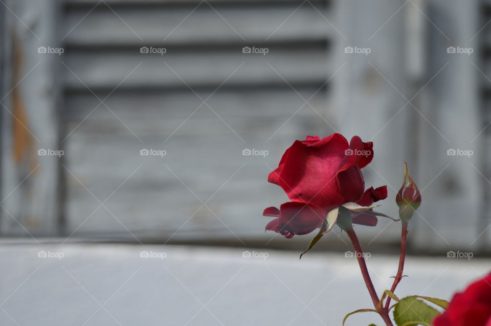 A rose's photo taken at my grandparent's garden.