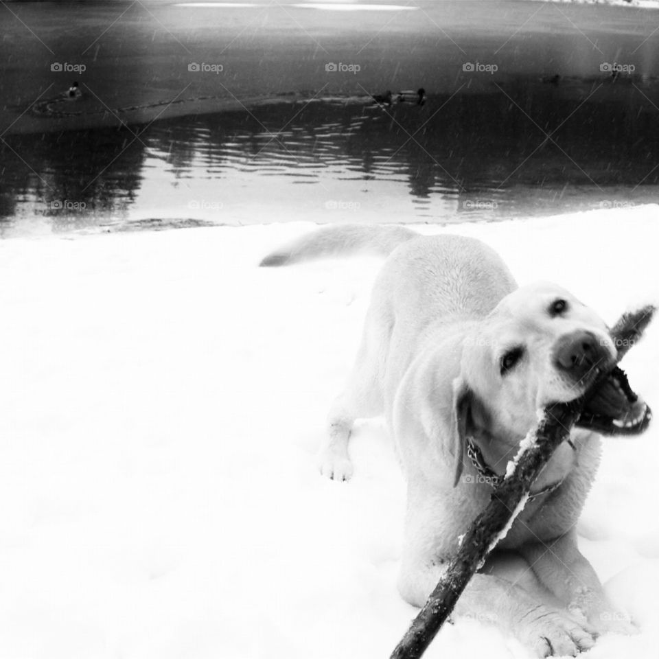 A dog a stick and a duck