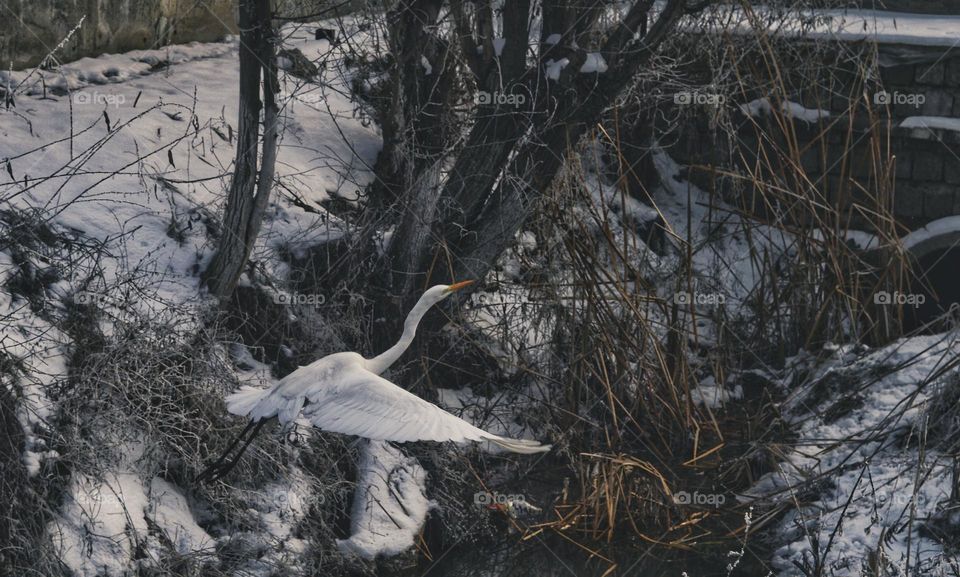 heron flying over water