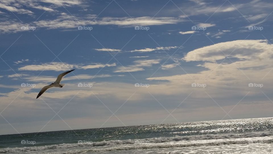 Seagull Flight
