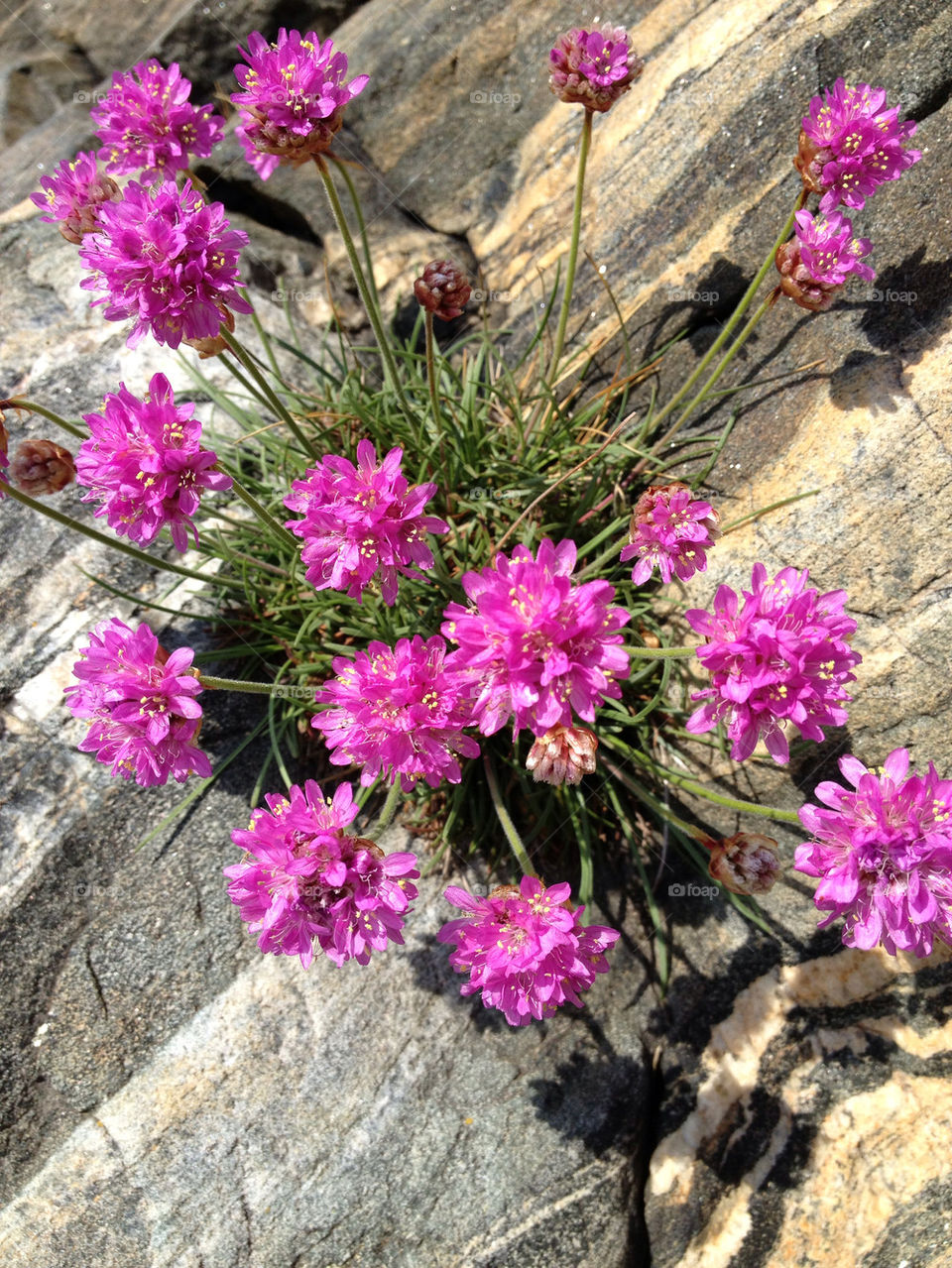 High angle view of flowering plant