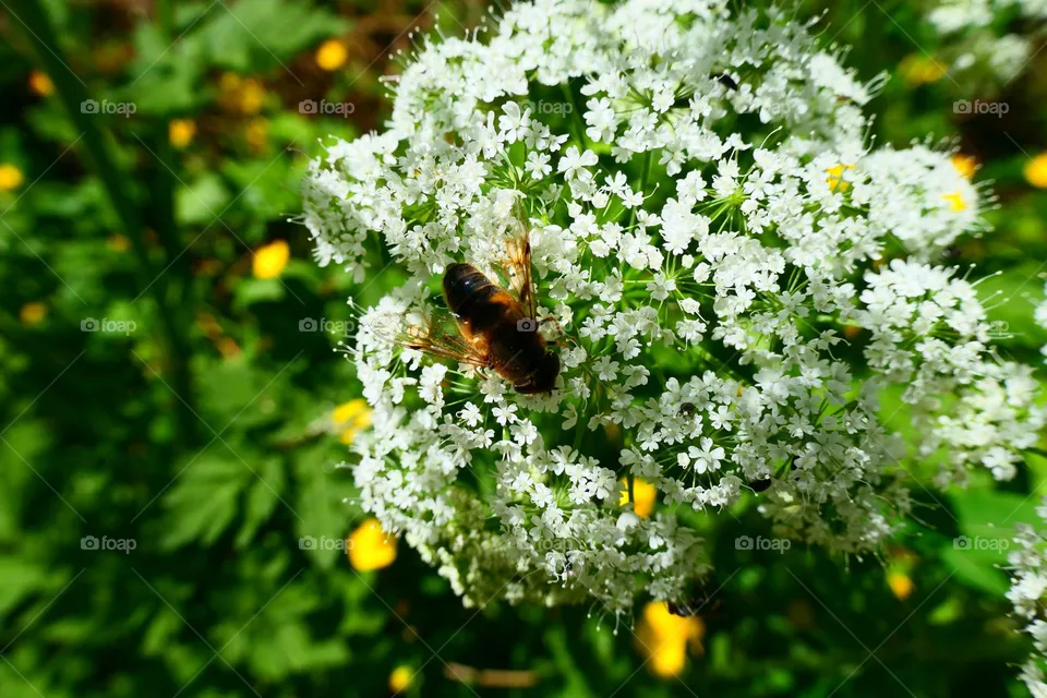 Beautiful in Nature