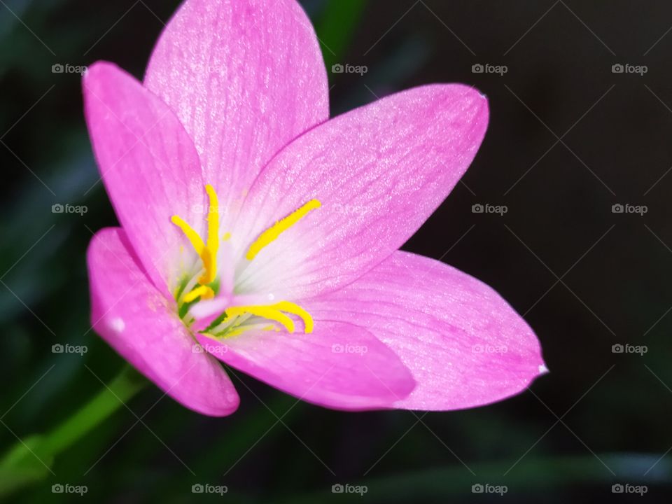 pink flower closeup 🌺🌺🌺 cool look best for nature related purpose