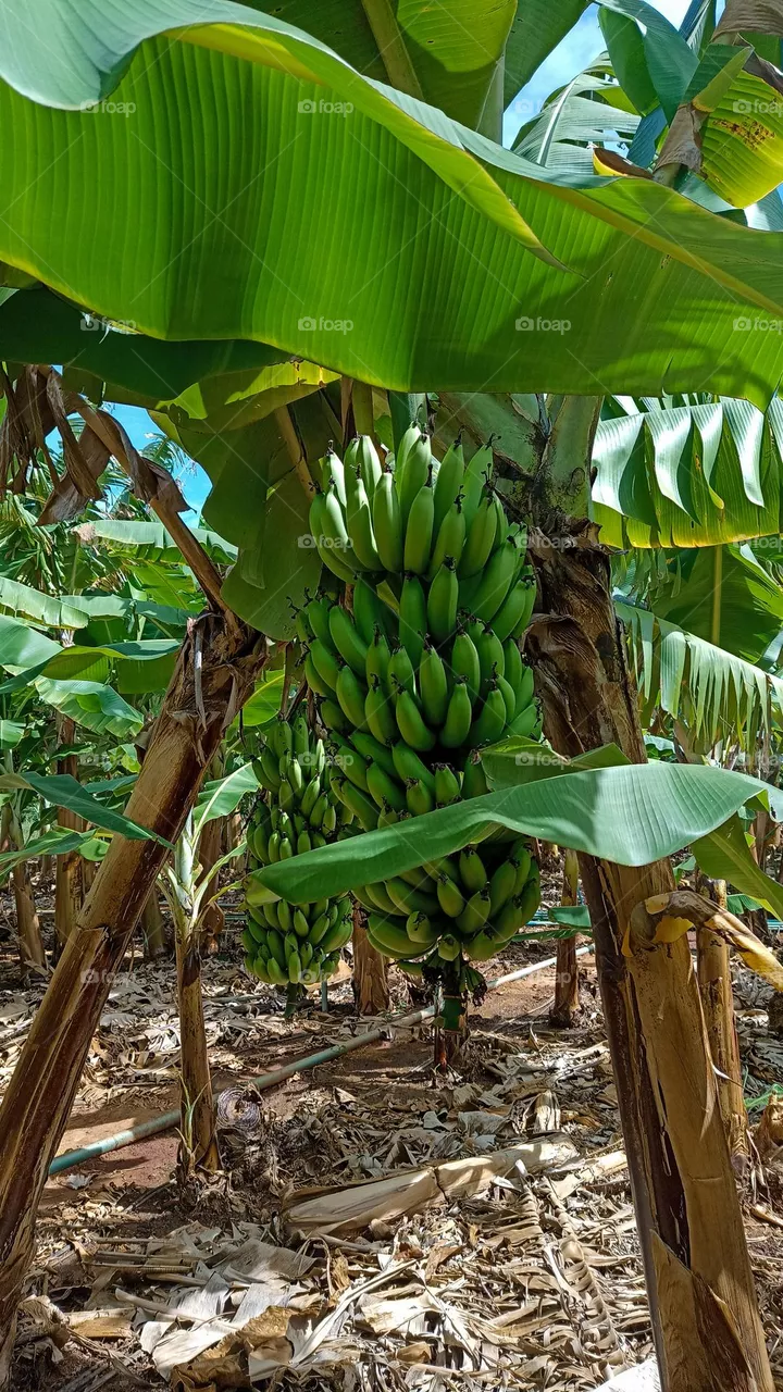 yes we have banana