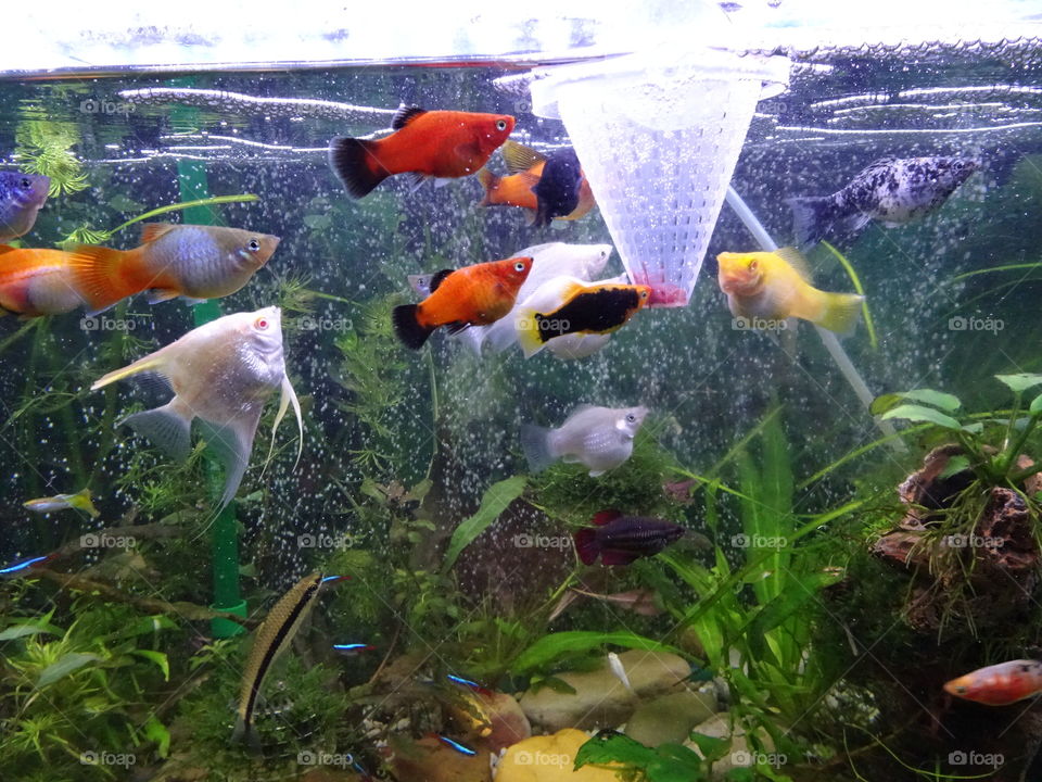 Underwater, Aquarium, Fish, Goldfish, Tank