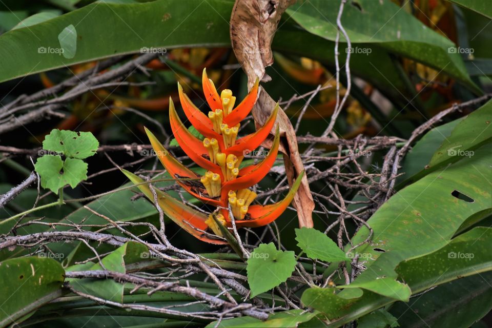 Wild flower/Flor silvestre.