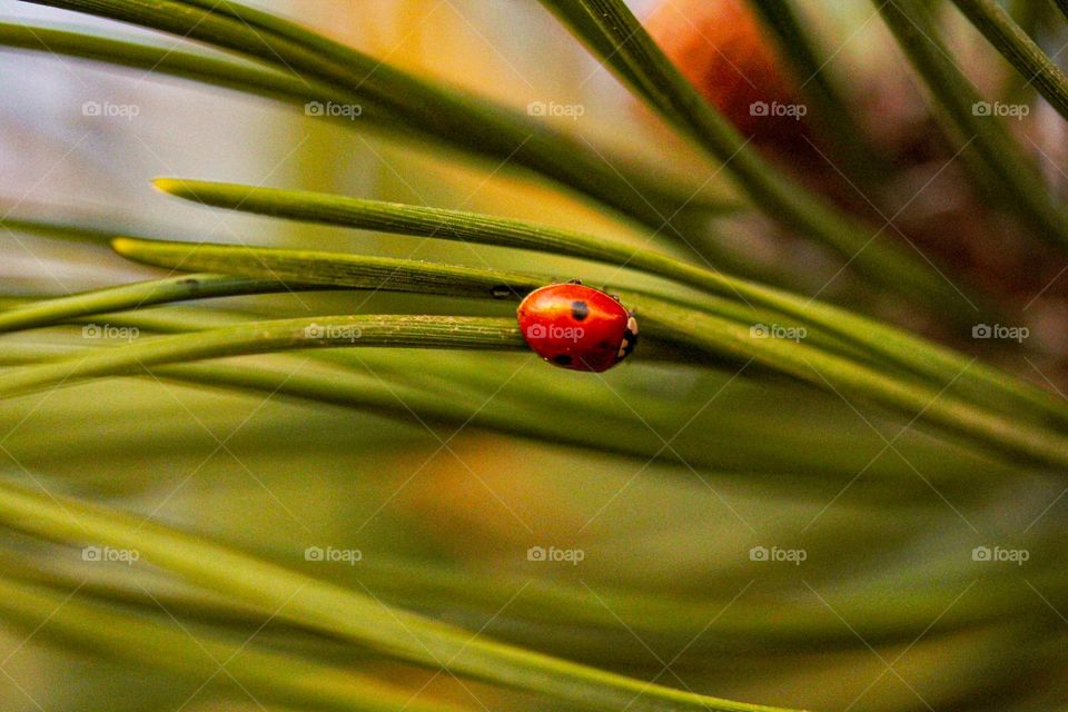 Grass and a ladybug 🐞