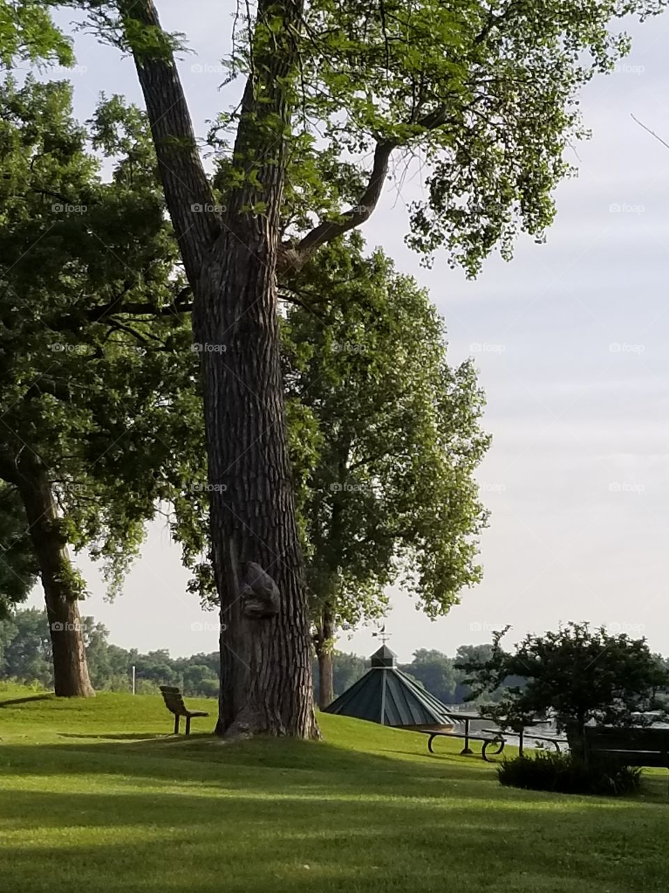 An old, burly, majestic tree.